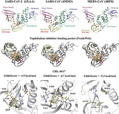 Identification of Small Molecule Inhibitors of the Deubiquitinating Activity of the SARS-CoV-2 Papain-Like Protease: in silico Molecular Docking Studies and in vitro Enzymatic Activity Assay